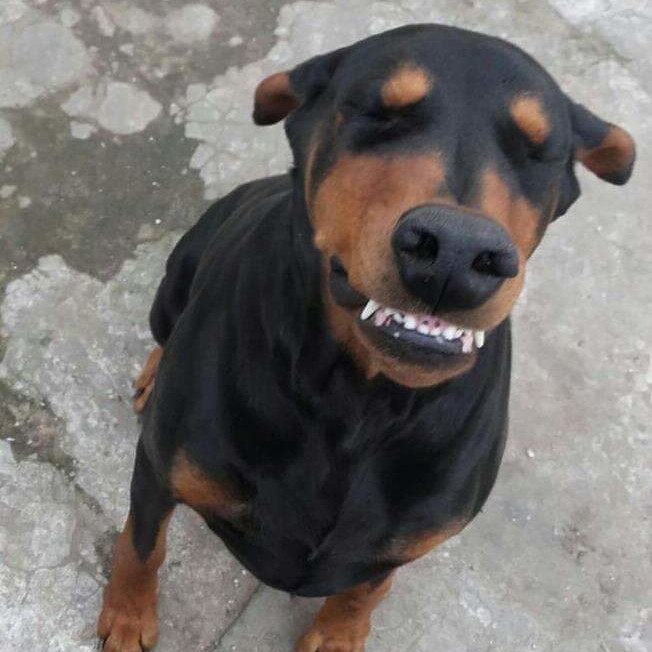 Noa with La sonrisa del Dóbermann