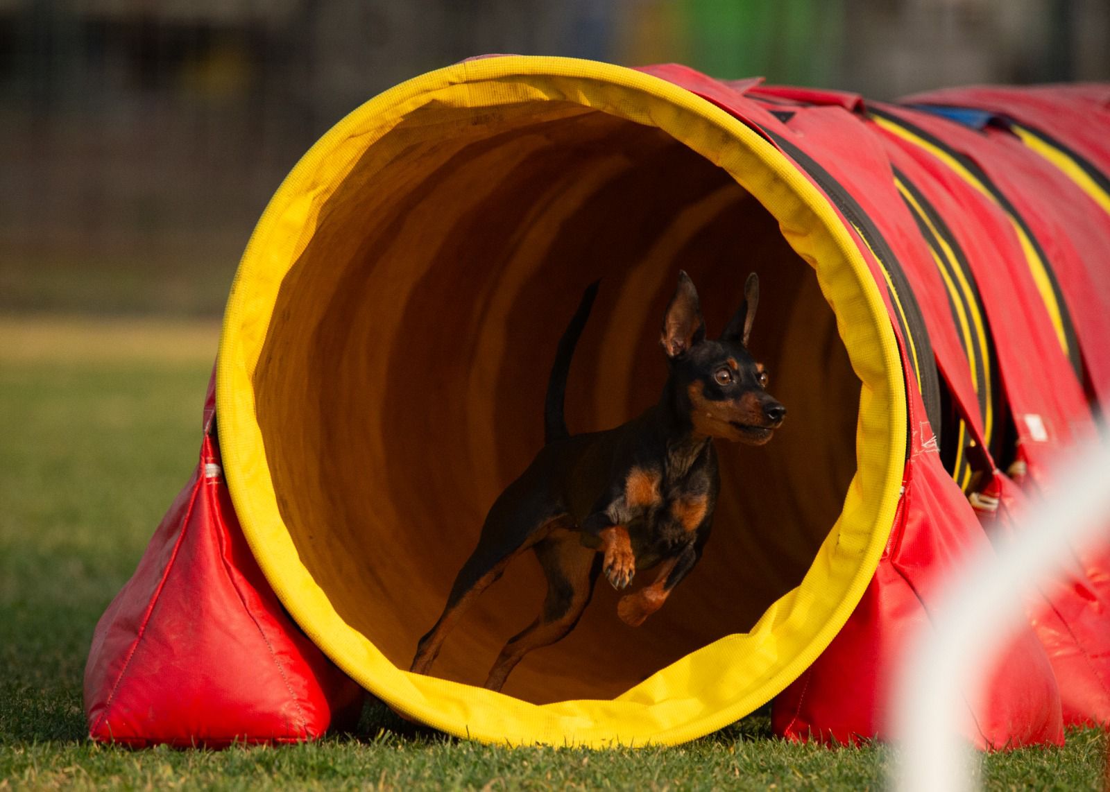 Gwen Rock-Stone - Con la Meta por Delante