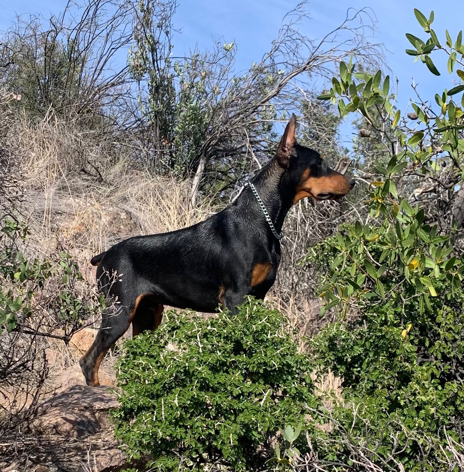 Lucy Rock-Stone - Paseando por el Pochoco