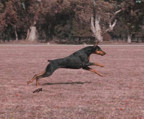 Yinx Rock-Stone - El Perro Volador