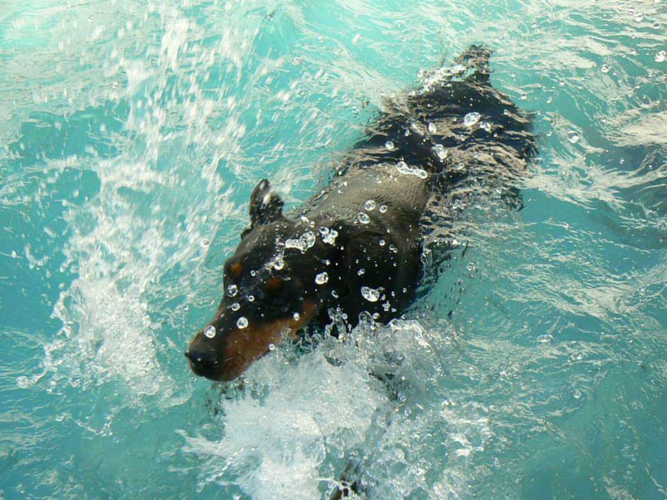 Yinx Rock-Stone - La Nadadora